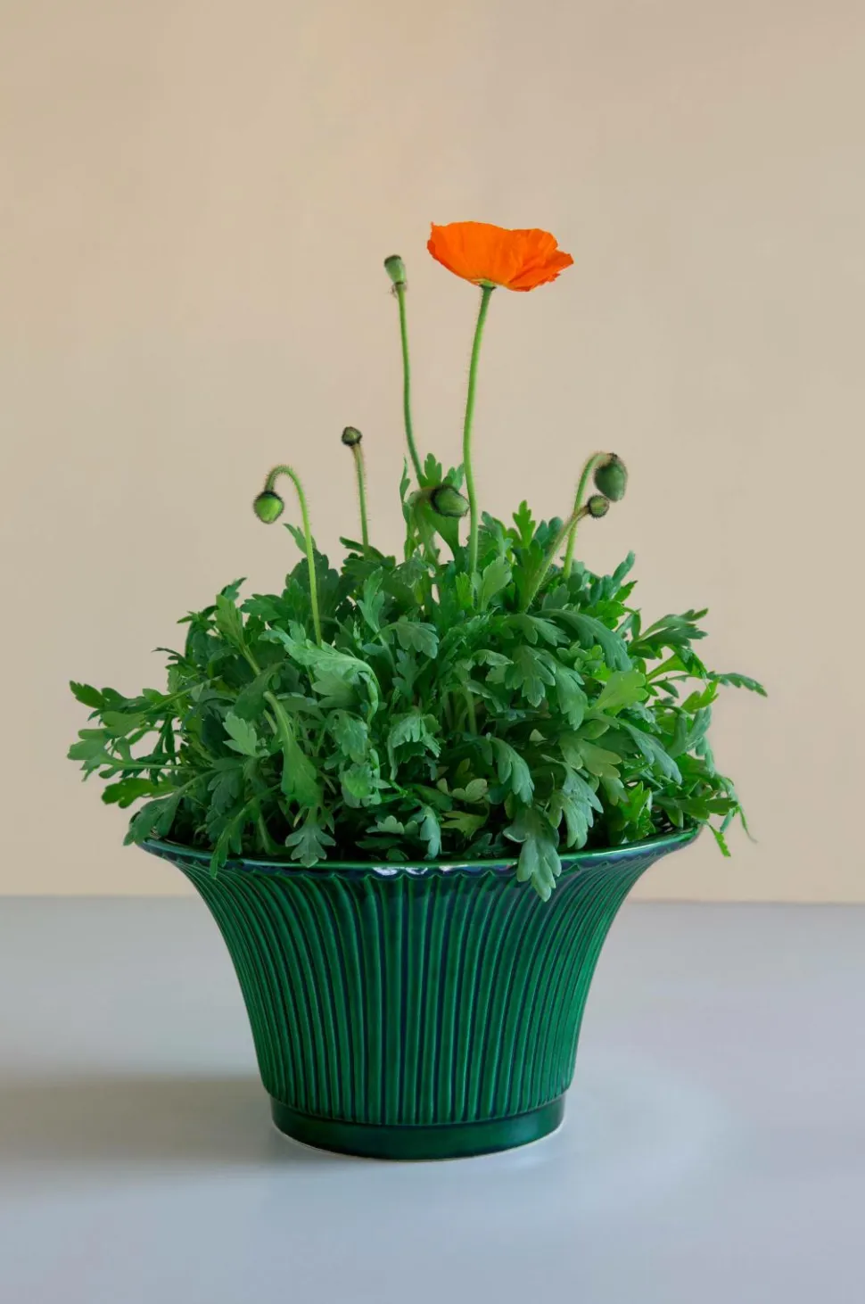 Bergs Potter Potteskjuler Daisy Glazed