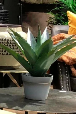 Nordic Furniture Group Aloe Vera plante H 45 cm