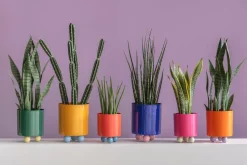 Present Time Plantekrukke Double Funky Medium